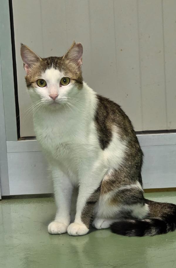 CESIRA GATTINA BELLISSIMA Foto 3